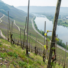 Load image into Gallery viewer, Andreas Bender, Kulina, 2024 Blanc de Noir