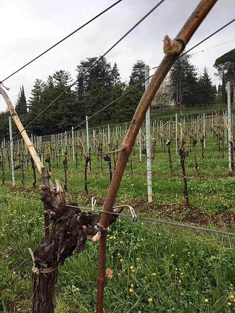 WHAT’S UP IN THE VINEYARD: SPRING EDITION