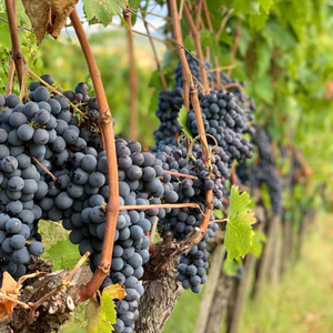 Villa Mangiacane, Chianti Classico - Vine Styles Exclusive