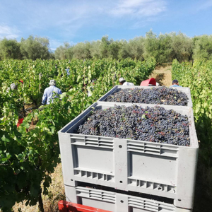 Villa Mangiacane, Chianti Classico - Vine Styles Exclusive