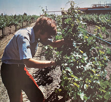 Load image into Gallery viewer, Barnard Griffin, 2020 Cabernet Sauvignon
